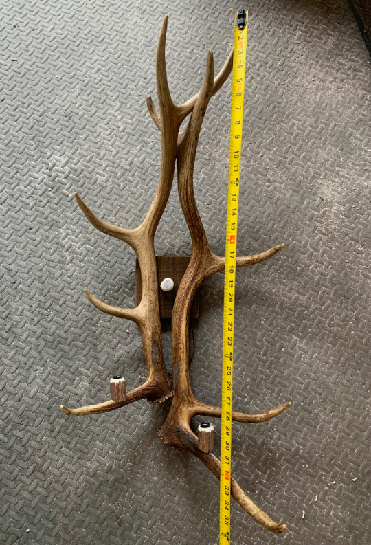 Real Elk Antler Wall Sconce