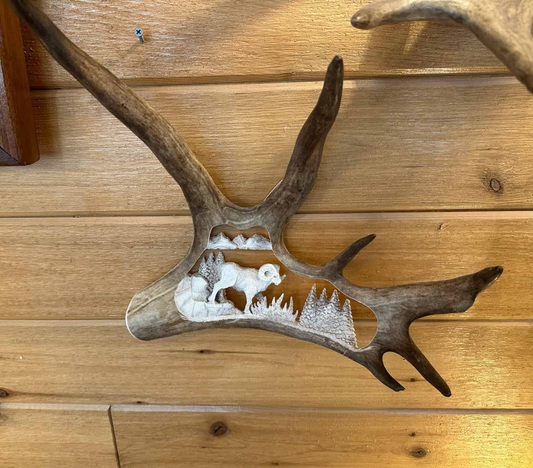 Wild Ram Antler Carving