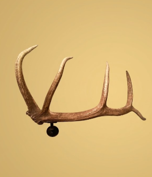 Real Elk Antler Towel & Coat Rack — 26–33" Long, Right or Left Antler, Handmade in USA