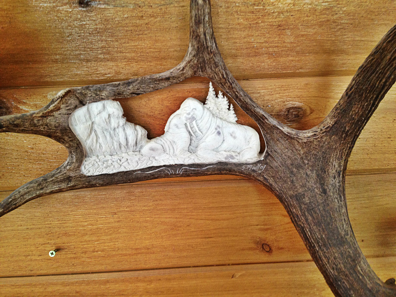 Momma Walrus Antler Carving, 15"-20"