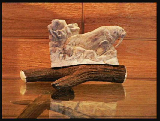 Walrus Antler Carving