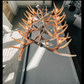 Wrangell Mountains Real Deer Antler Chandelier