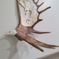 Last Catch Eagle Salmon and Bear Moose Antler Carving