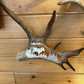 Wild Ram Antler Carving