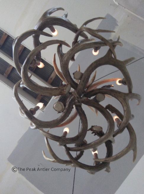 Oval deer antler chandelier