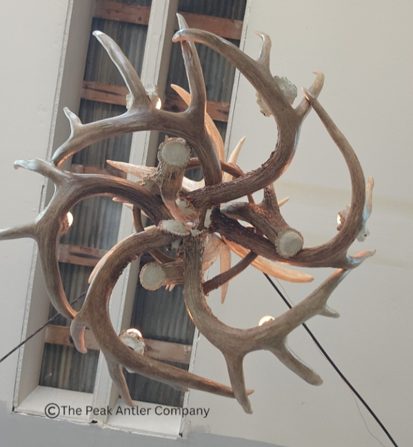 Medium Deer Antler Chandelier