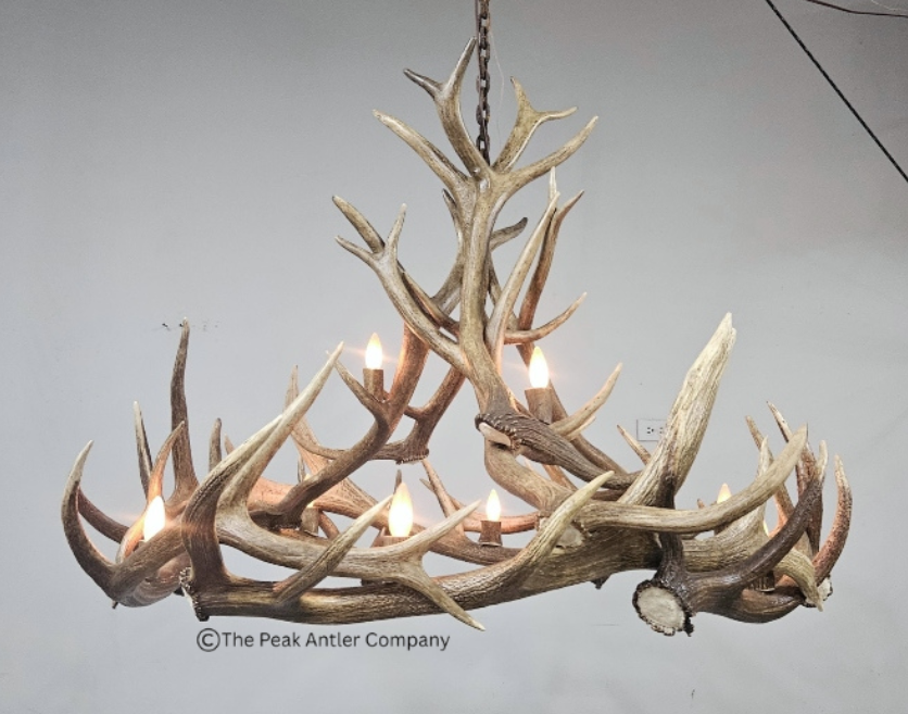551-M - Elk Antler Chandelier