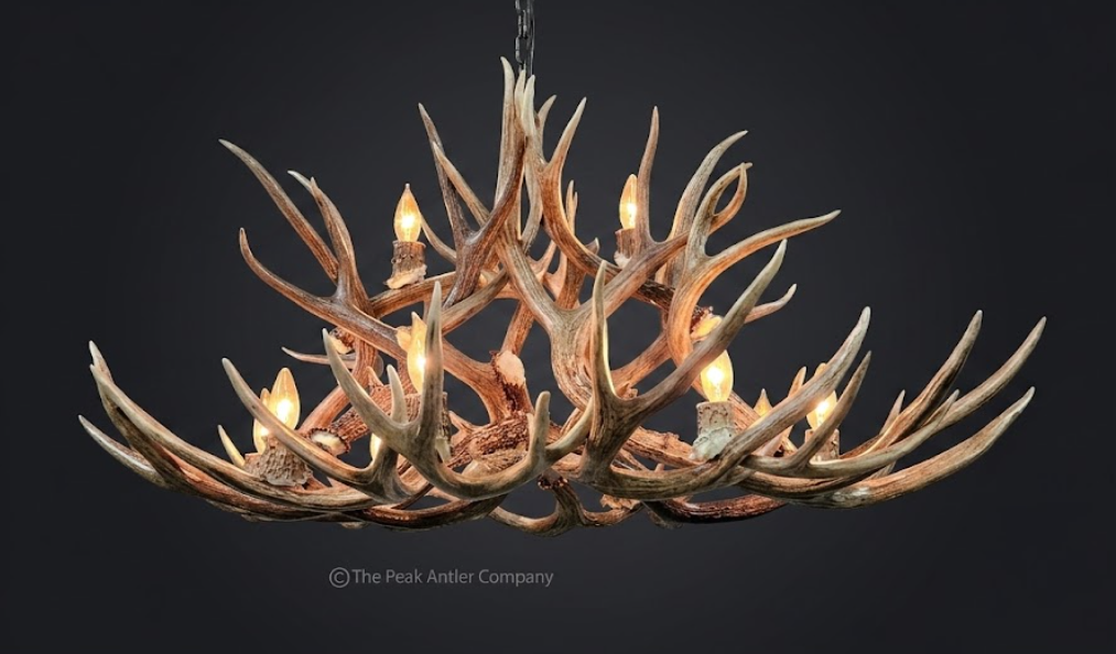 Oval Antler chandelier 