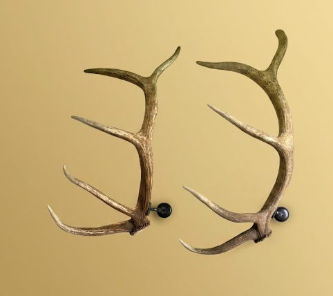 Real Elk Antler Towel & Coat Rack — 26–33" Long, Right or Left Antler, Handmade in USA