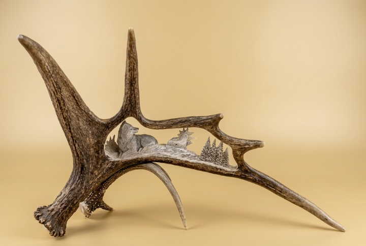 Decorative antler with carvings of resting wolf napping mid day but on a beige background