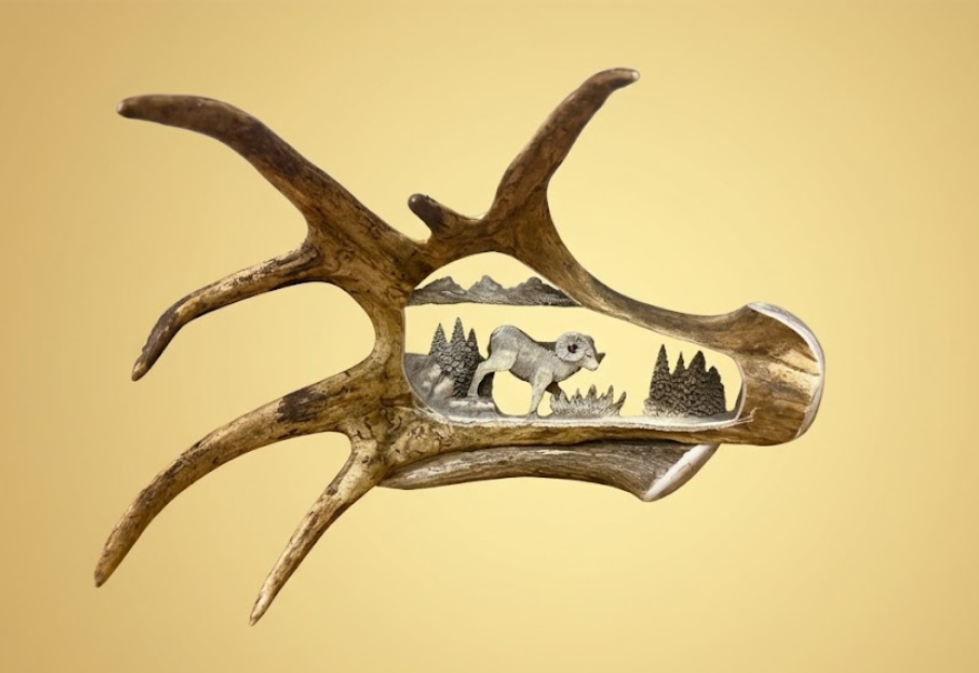Bighorn sheep antler carving on a moose antler all hanging, on a tan background.