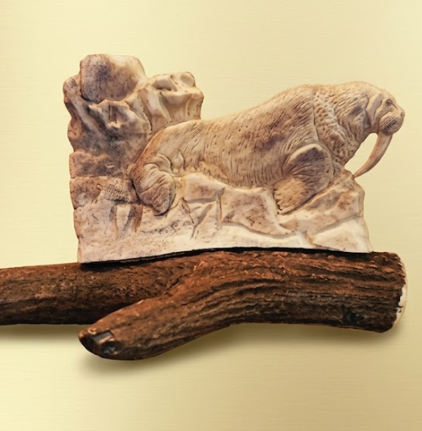 Desk mount decorative herd walrus bull  sunning himself  under  the Alaskan sun