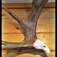 Soaring Eagle Antler Carving, Wall