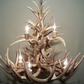 Deer Antler Chandelier Pendant Light