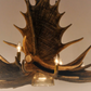 FAUX ANTLER CHANDELIER