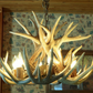 Alabama Deer Antler Chandelier, 24" W x 16" T, 6 Lights