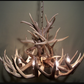 Arkansas Deer Antler Chandelier, 28" W x 16" T, 6 Lights