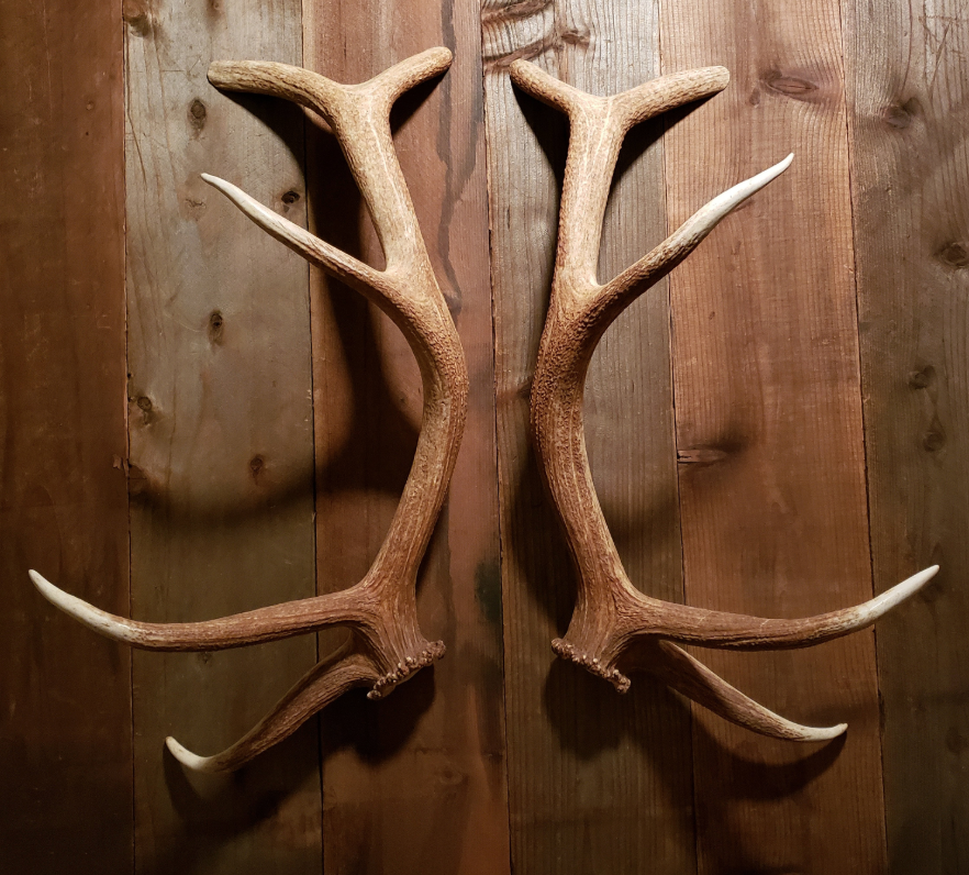 Real Antler Door Handles