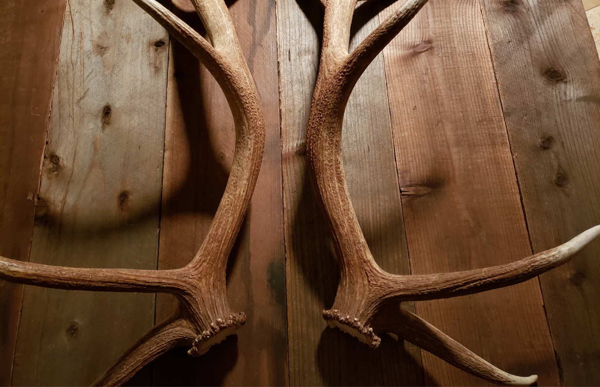 Real Antler Door Handles