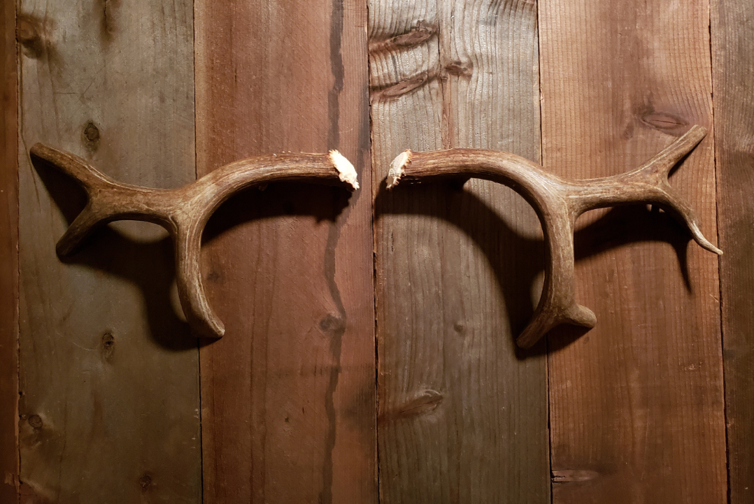 Real Antler Door Handles