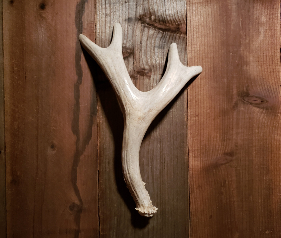 Real Antler Door Handles