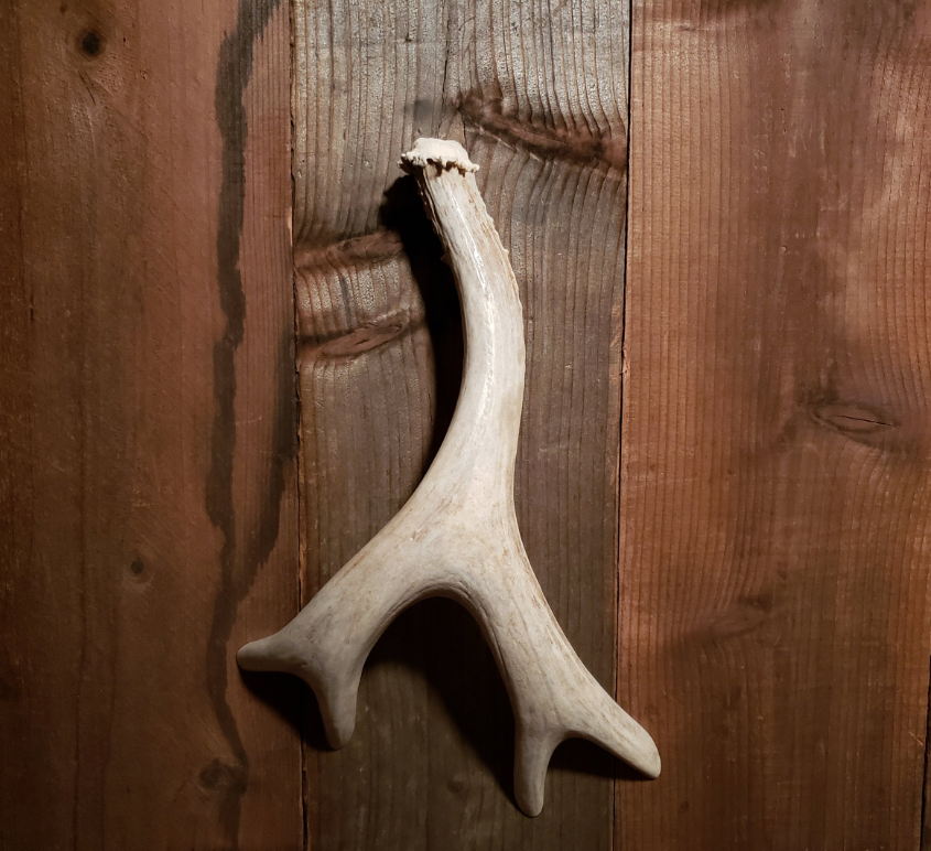 Real Antler Door Handles