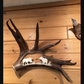 Unannounced Visitor Moose Antler Carving